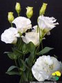 Eustoma Engage White